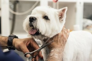 Raças de cães que não precisam cortar o pelo