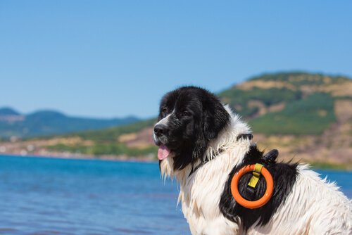 comportamento da raça landseer