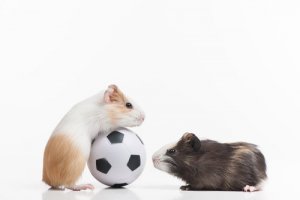Brinquedos caseiros para hamsters: como fazer