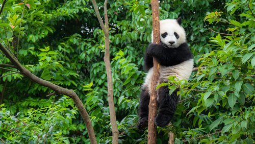 animais da china Urso Panda