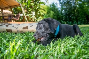 Os riscos de ter animais de estimação em seu jardim