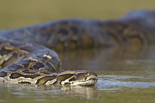 Serpentes na água