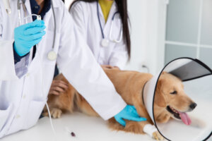 Oito doenças comuns em cães