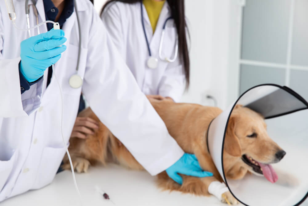 A luxação de quadril em cães: prevenção e casos comuns