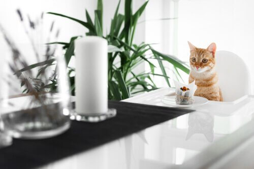 Receitas de tortas caseiras para gatos