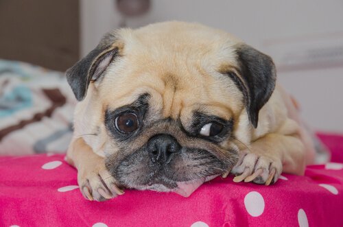 Pug