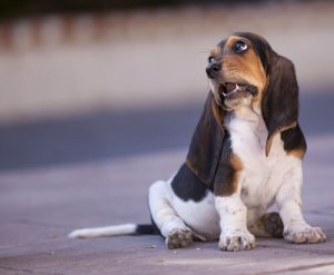 Soluços em cães e gatos