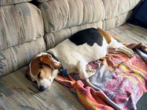 O sono dos cães idosos