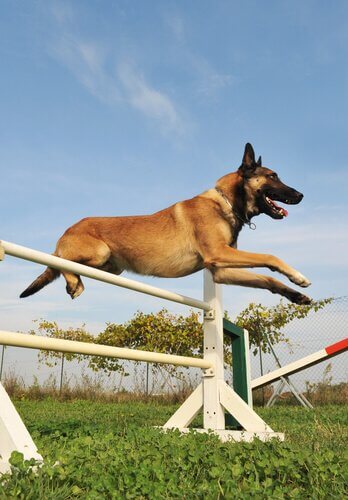 Cachorro saltando obstáculo