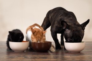 Como se organizar se você tem muitos animais de estimação
