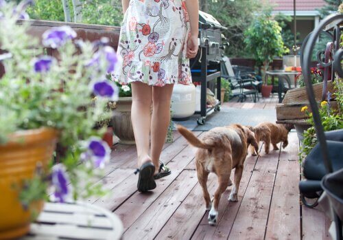 Terapia floral para cães