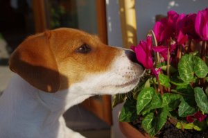 Terapia floral para o seu cão