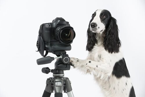 Cachorro ao lado de câmera fotográfica