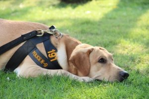 A vida de um cão policial