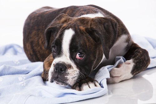 Existem tumores contagiosos em cães?