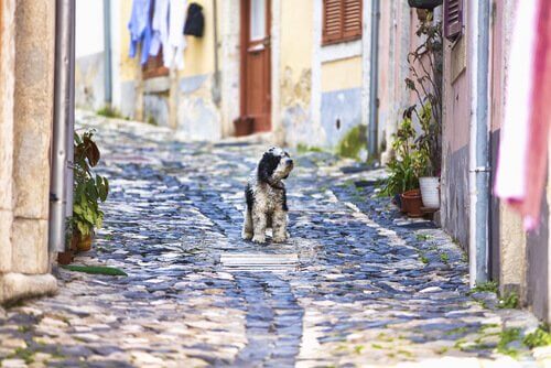 Lisboa com seu cão