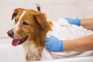 Uso do xampu seco em cães