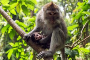 Macaca fascicularis: características, comportamento e habitat