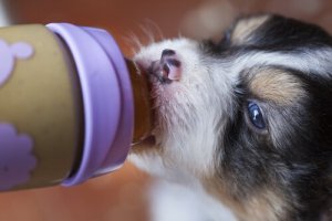 Alimentando filhotes desmamados precocemente
