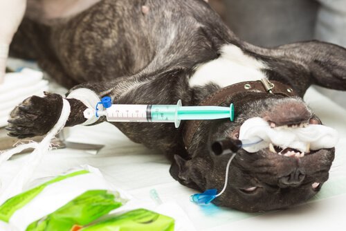 Tipos de anestesia para animais de estimação