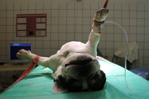 anestesia para animais de estimação