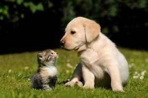 Que animais de estimação não podem viver juntos?