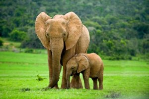 Espécies de elefantes por tamanho