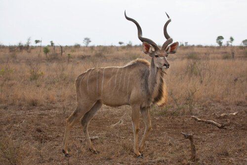 Kudu maior