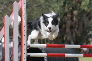 Agility com o border collie: conheça essa atividade