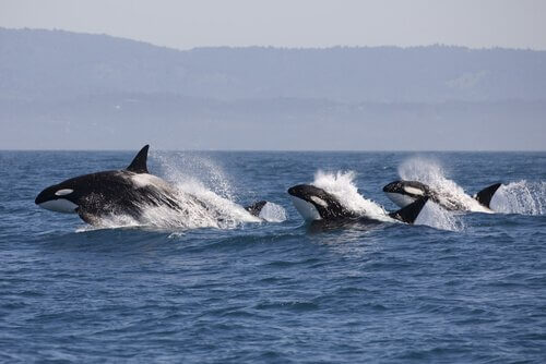 Saiba como os golfinhos sabem onde as baleias assassinas estão