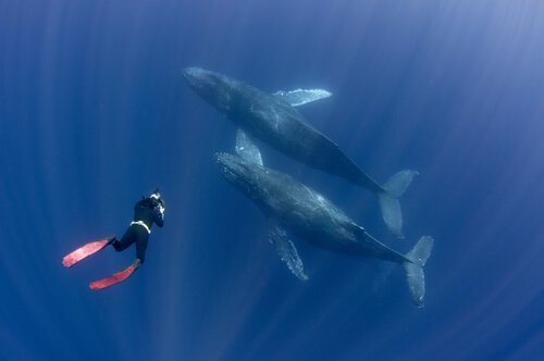 baleia-jubarte e mergulhadora
