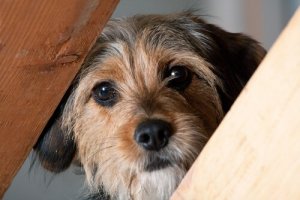 Como não fazer do banho um trauma para o seu cão
