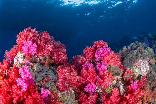 Barreira de corais