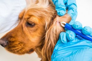 Diagnóstico e prevenção de borreliose