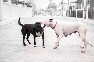 O que fazer se o seu cão for atacado?