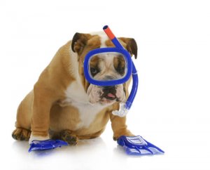 Como ensinar seu cão a mergulhar