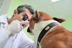 Como saber se seu cão não enxerga bem?