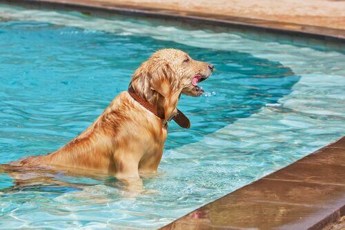 cão na piscina
