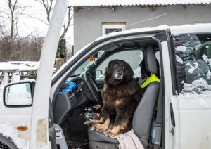 Seu cão tem medo de carros?