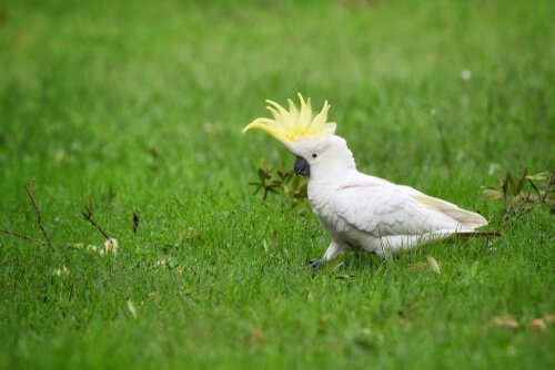 Cacatua