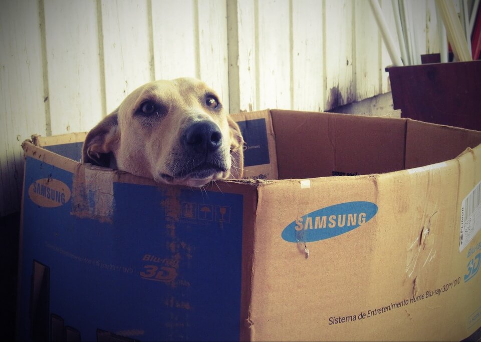 Cachorro em caixa de papelão