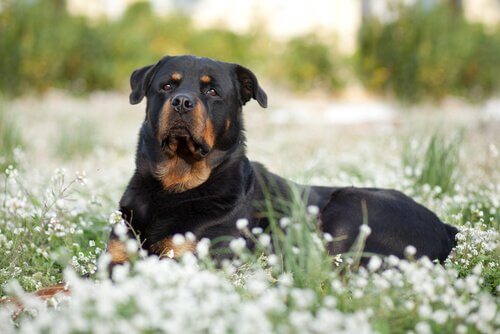 Cães de raça perigosa ou má educação?