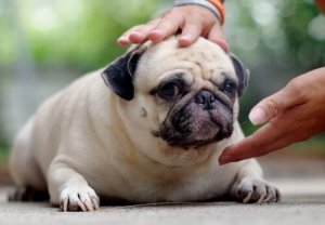Dicas de como ajudar um cão obeso a ser mais saudável