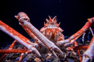 Cinco espécies de caranguejos surpreendentes