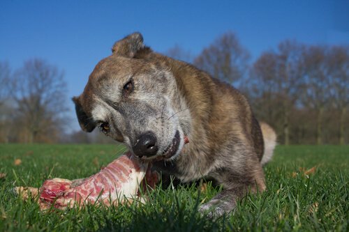 Cachorro comendo carne