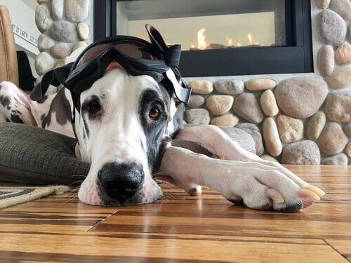 Animais de estimação de interior e exterior