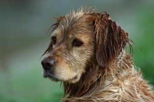 É possível evitar o cheiro de cachorro molhado?