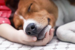 Tratamento e contágio da cinomose canina