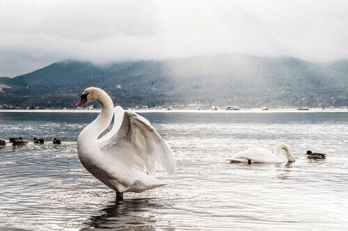 Cisne