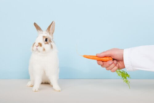 coelho e cenoura